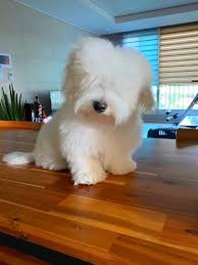 후기 사진 1